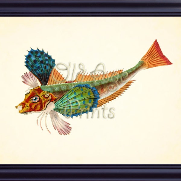 SAPPHARINE GURNARD Colorful Fish Nautical 8x10 Art Print Vintage Plate 1 Ocean Sea Beach Life Antique British Fishes Home Wall Decor  OL0102