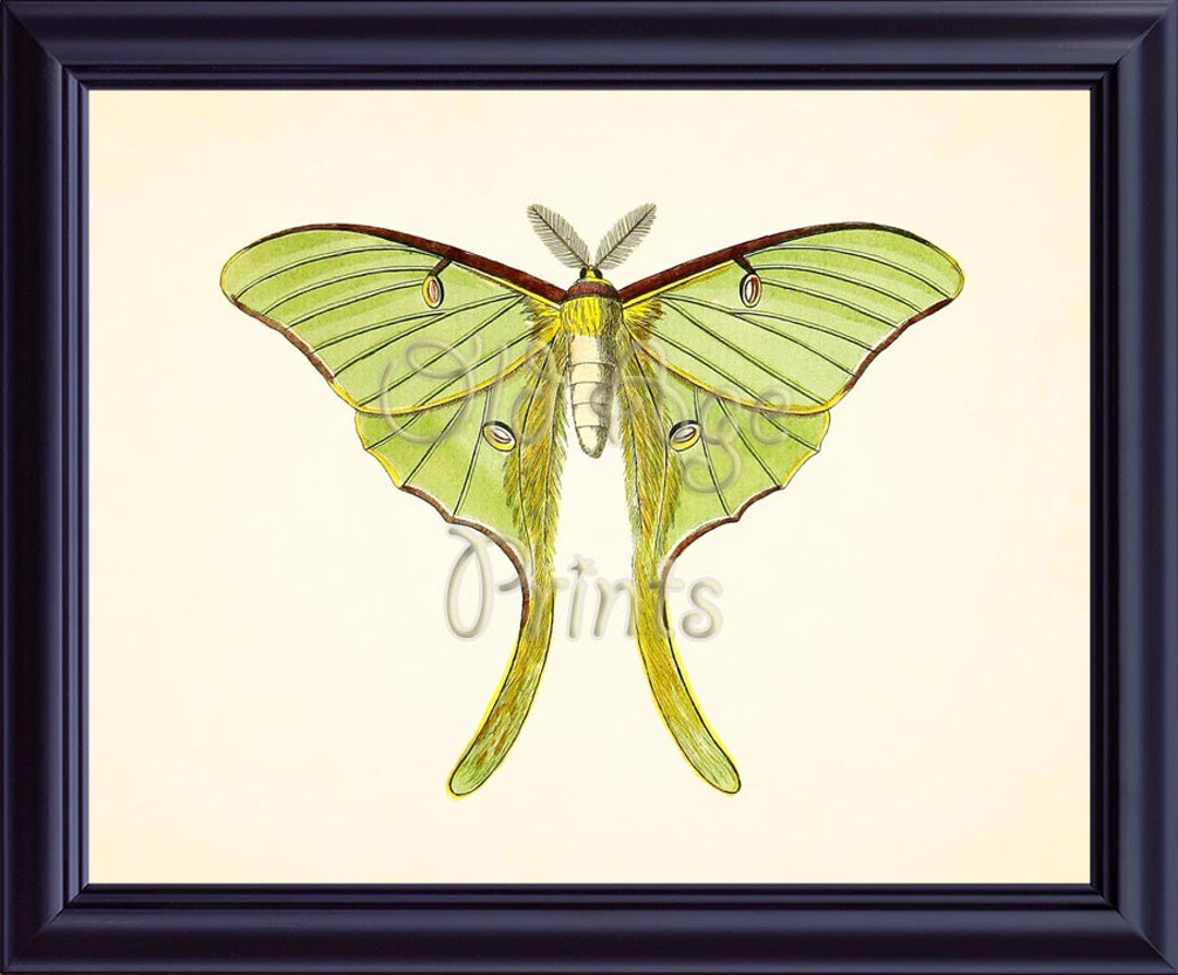 Butterfly Art Print Large Green LUNA MOTH Vintage Antique 8x10 Art ...