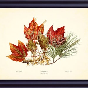 Antique Botanical Print Red MAPLE Tamarack Pine Autumn LEAVES 11x14 Art Print Vintage Plate 2 Orange Red Green Illustration Decor LTL0102