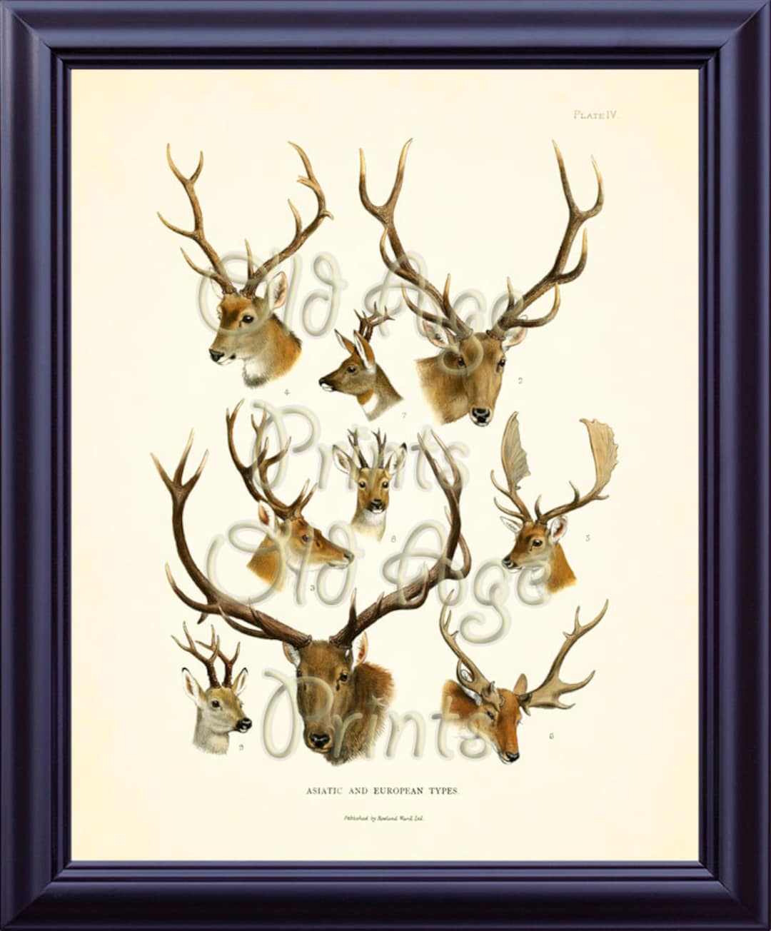 DEER Buck Hunting 8x10 Vintage Art Print Forest Game Animals Red DEER ...