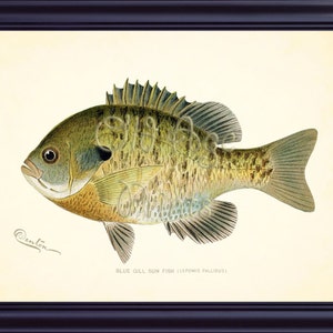 Denton BLUE GILL Sun Fish 8x10 Art Print Nautical Plate Marine Life Antique Vintage Game Fishing Wall Art Coastal Decor to Frame OL0712