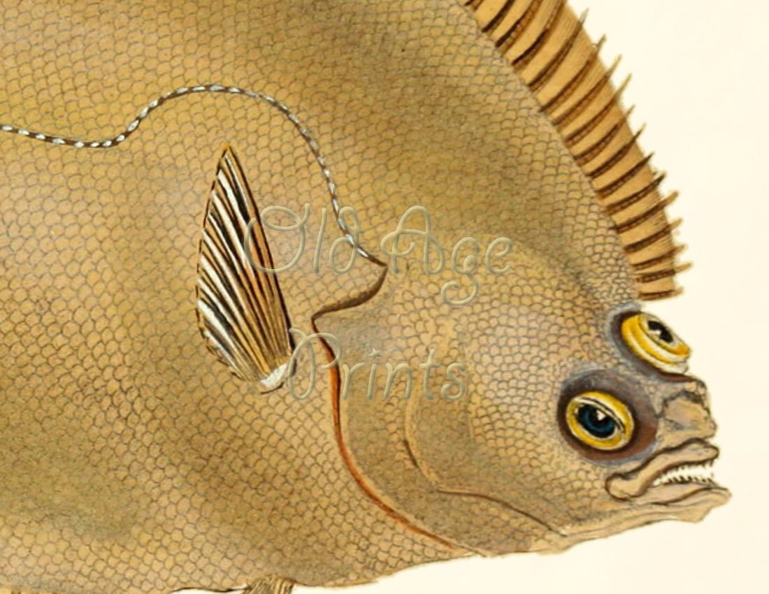 Antique Fish Print Common DAB Flounder Saltwater Exotic | Etsy