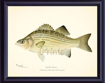 Denton Fish Print WHITE BASS Sand Bass 8x10 Art Print Nautical Plate Marine Life Antique Vintage Freshwater Fishing Wall Art Decor OL0710