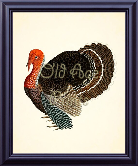 Wild Turkey サイン入りフレームアート Antique TURKEY Print 8x10 Art Print Large Bird Vintage Plate 2