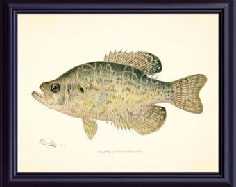 Denton Fish Large CRAPPIE American Fishes 8x10 Art Print Nautical Plate Sea Creatures Marine Life Antique Vintage Wall Decor OL0705