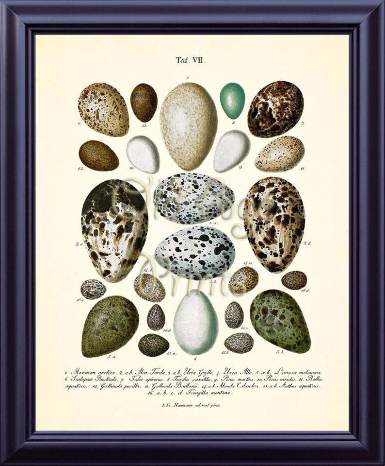 Antique Bird Nest EGGS Egg Print 8x10 Vintage Botanical Art | Etsy