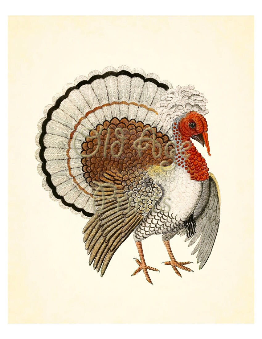 Antique TURKEY Print 8x10 Art Print Large Bird Vintage Plate 1 - Etsy