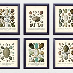 SET of 6 8x10 Art Prints Antique Bird EGGS Vintage Botanical Plates Natural History Illustration Home Room Wall Art Decor to Frame BN0407