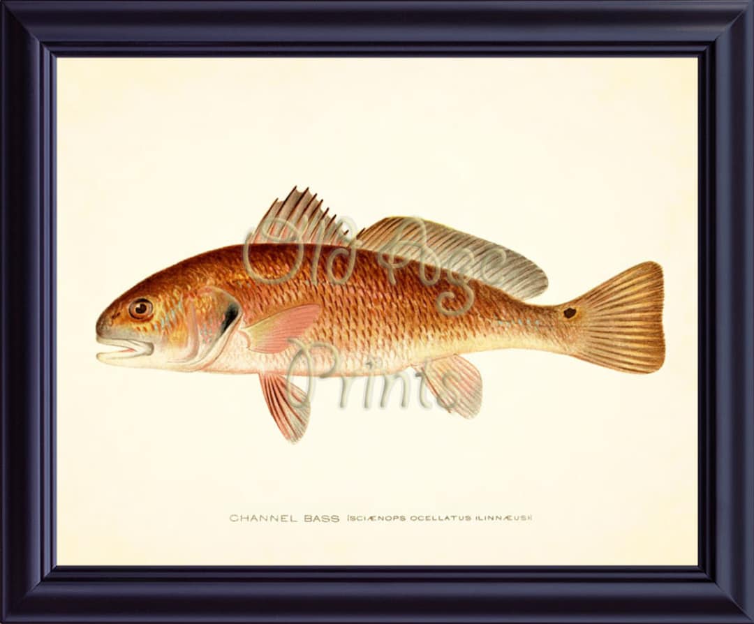 Flipper Red Fish Dish Drying Mat – Martin Welch Art