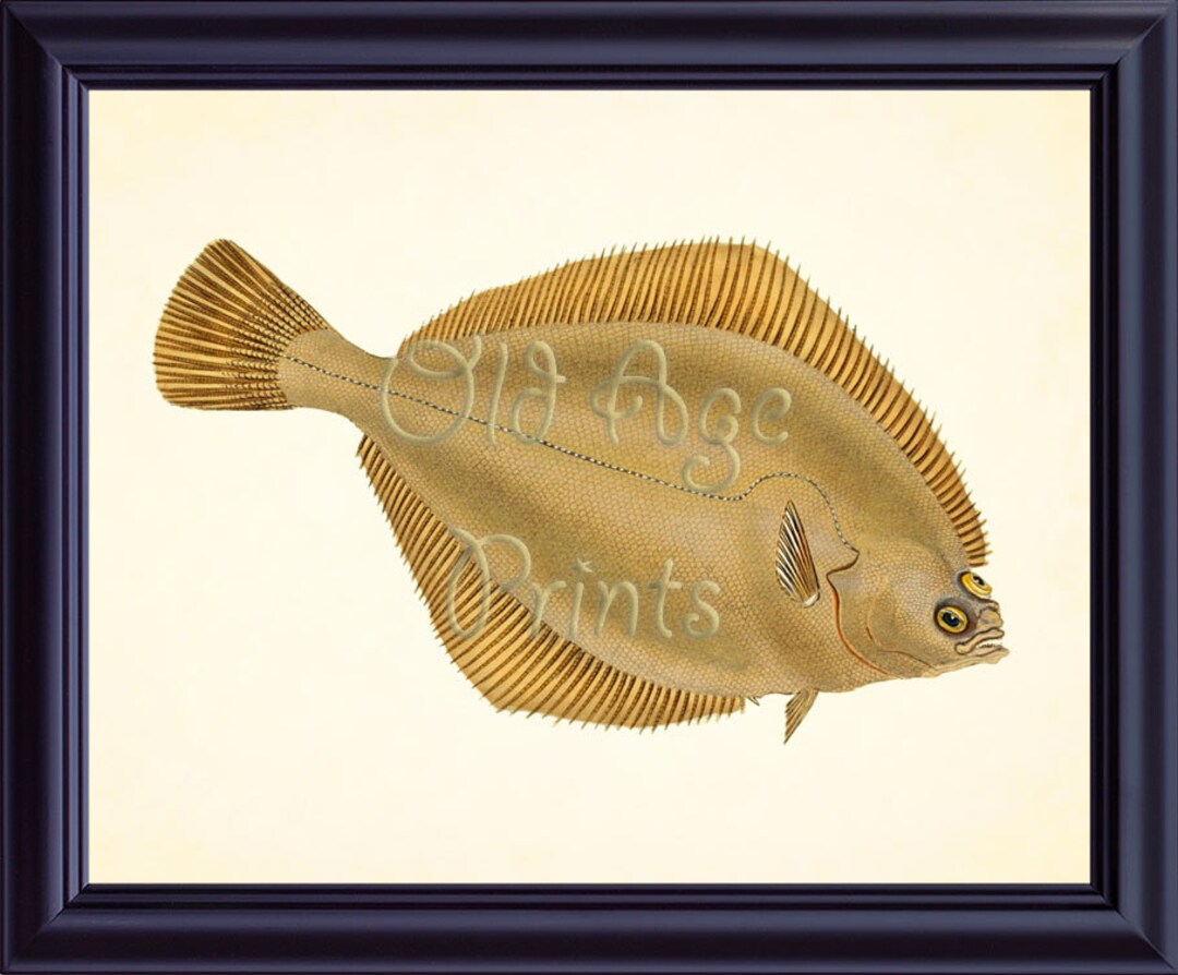 Antique Fish Print Common DAB Flounder Saltwater Exotic Nautical 8x10 ...