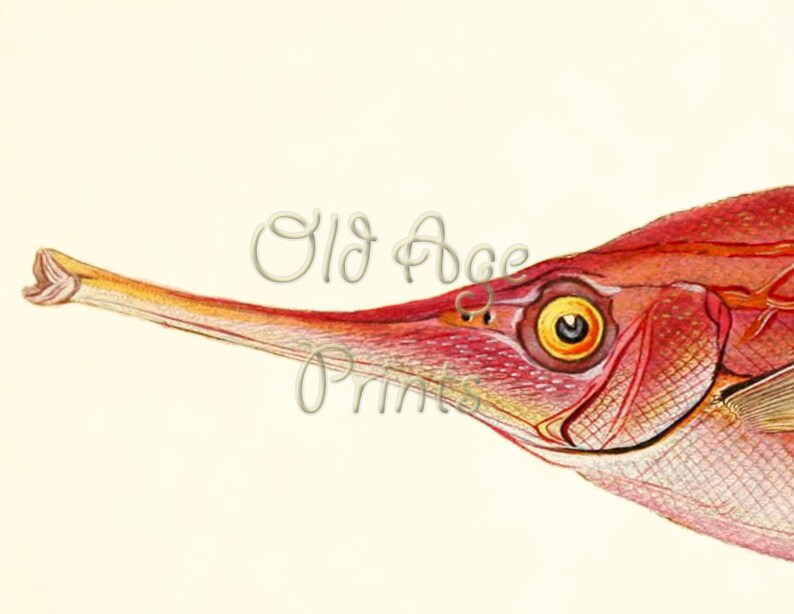 Pink Snipefish Snipe Trumpet Fish Pink SNIPEFISH Tropical Subtropical Exotic - Etsy