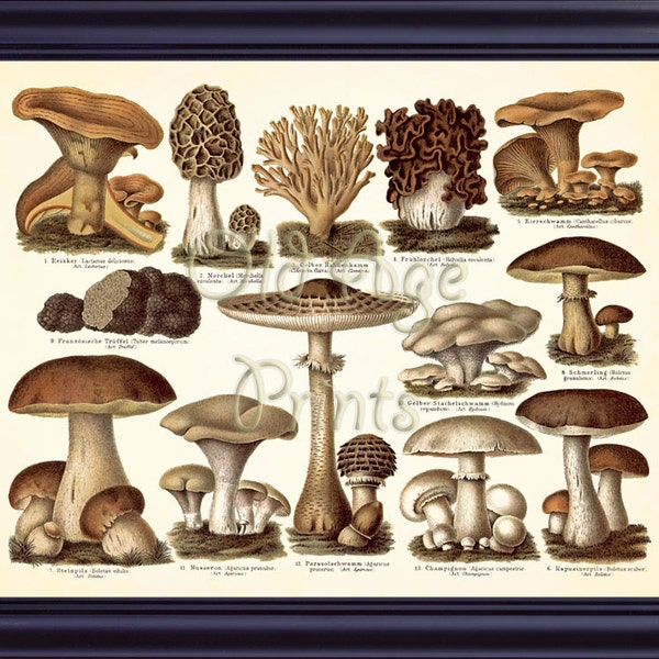 Antique German Botanical MUSHROOM Print 8x10 Vintage Art Print Plate Chart 2 Poisonous & Edible Fungi Home Kitchen Decor Wall Art IP0602