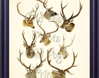 DEER Buck Hunting 8x10 Vintage Art Print Wild Game Animals HANGUL Shou Sambar Swamp Deer Antique Plate 6 Hunter Cabin Decor Wall Art H0104