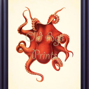 Antique Nautique Impression Vintage Grande Pieuvre Rouge 11 X Etsy