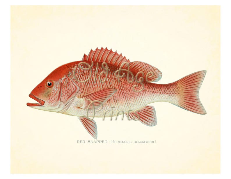 Denton Fish Art Print 8x10 RED SNAPPER Neomaenis Blackfordi Nautical ...