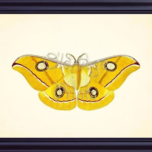 Beautiful Large Yellow Tussar SILK MOTH Butterfly Vintage - Etsy