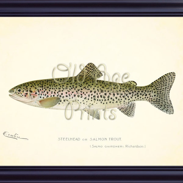 Denton's Fish Print STEELHEAD or Salmon TROUT 8x10 Art Print Game Fishes Nautical Plate Antique Vintage Art Room Home Wall Decor OL0723