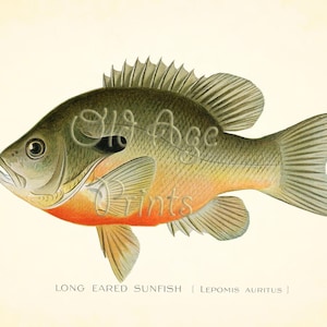 May include: A detailed illustration of a Long Eared Sunfish (Lepomis auritus). The fish is depicted in a realistic style with a green and orange body, and a black eye. The illustration is set against a white background.