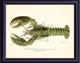Denton Nautical LOBSTER 8x10 Art Print Green Sea Creatures Large American Lobster MALE Wall Decor Marine Life Antique Vintage Plate OL0701
