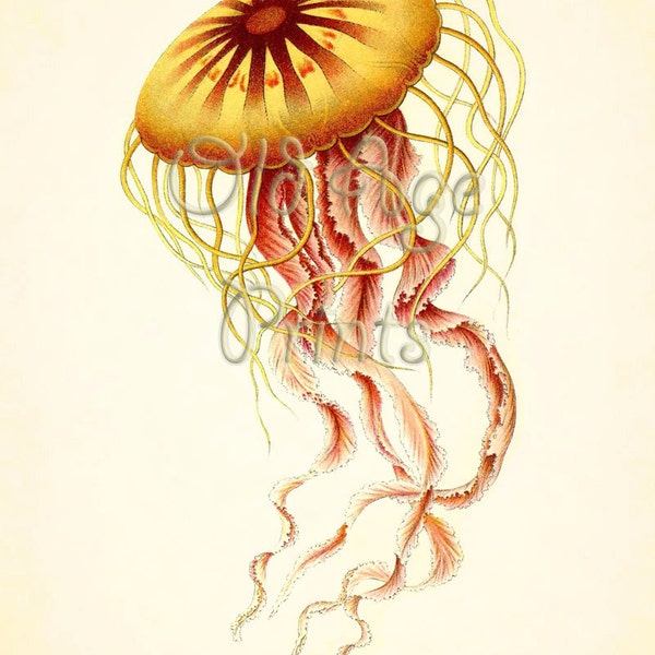 Ernst Haeckel Vintage Print Yellow Red Jelly Fish DESMONEMA Antique Plate 8.4 11x14 Art Print Nautical Beach House Decor Sea Life LOL0304