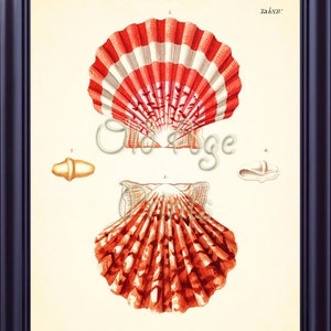 May include: A vintage illustration of two scallop shells. The top shell is red and white with a fan-like shape. The bottom shell is red and orange with a more rounded shape. The illustration is labeled "Tab. XII."