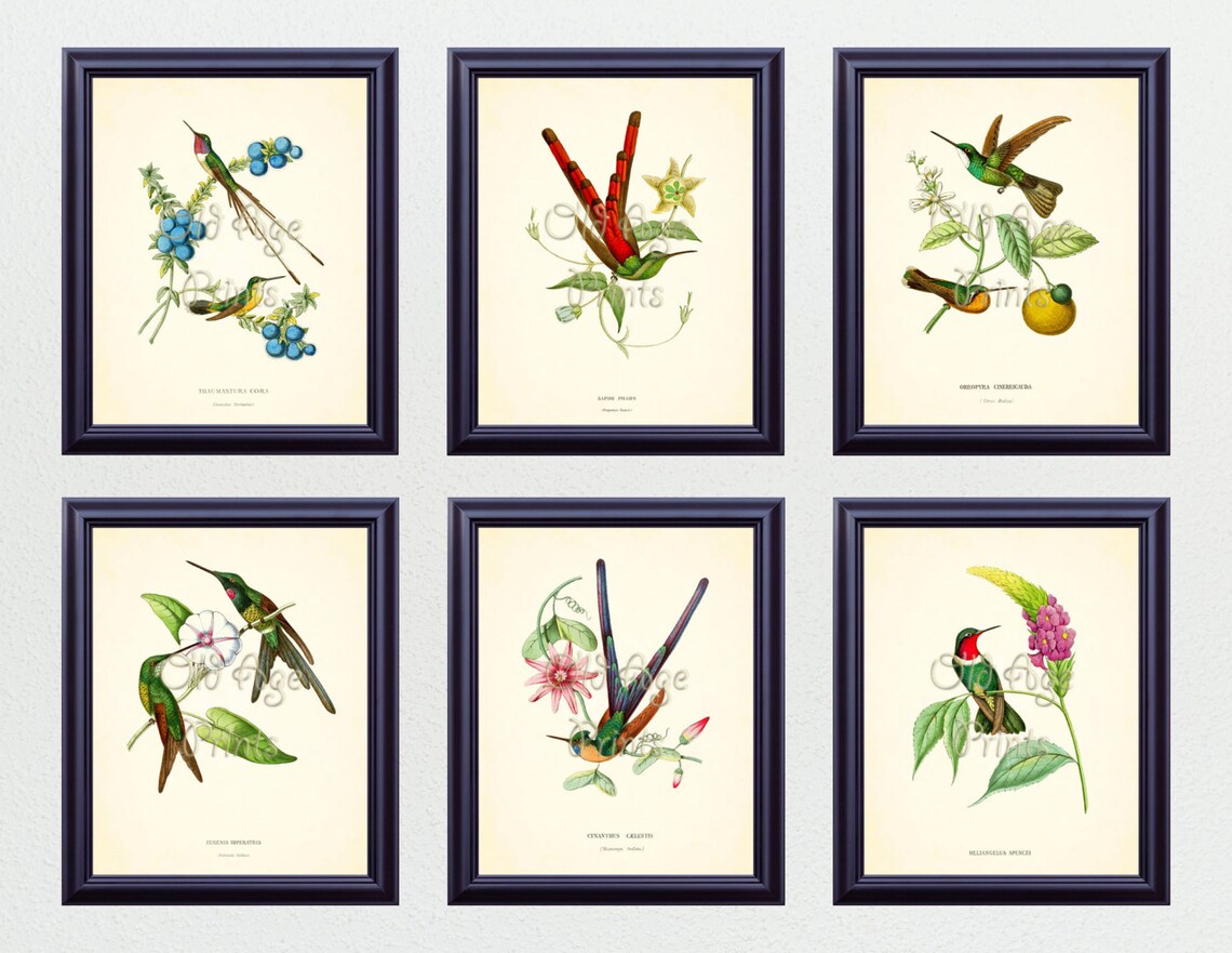 SET of 6 8x10 Art Prints Antique HUMMINGBIRDS Vintage Botanical Plates ...