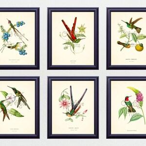 SET of 6 8x10 Art Prints Antique HUMMINGBIRDS Vintage Botanical Plates Natural History Illustration Home Room Wall Art Decor to Frame BN0507