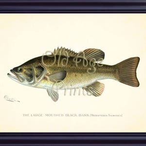 DENTON Fish Print LARGE-MOUTHED Black Bass Micropterus Salmoides 8x10 Art Print Nautical Plate Sea Life Antique Vintage Wall Decor OL0729