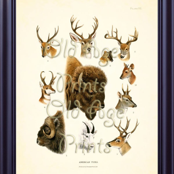 DEER Hunting 8x10 Vintage Art Print Game Animals American BISON White-tailed Deer Mule Deer Musk-Ox Antique Plate 7 Hunter Cabin Decor H0102