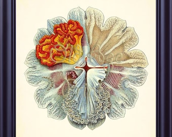 Antique ERNST HAECKEL Jelly Fish Plate 8.2 Vintage Desmonema Natural History 8x10 Art Print Beach Decor Nautical Sea Ocean Prints OL0302