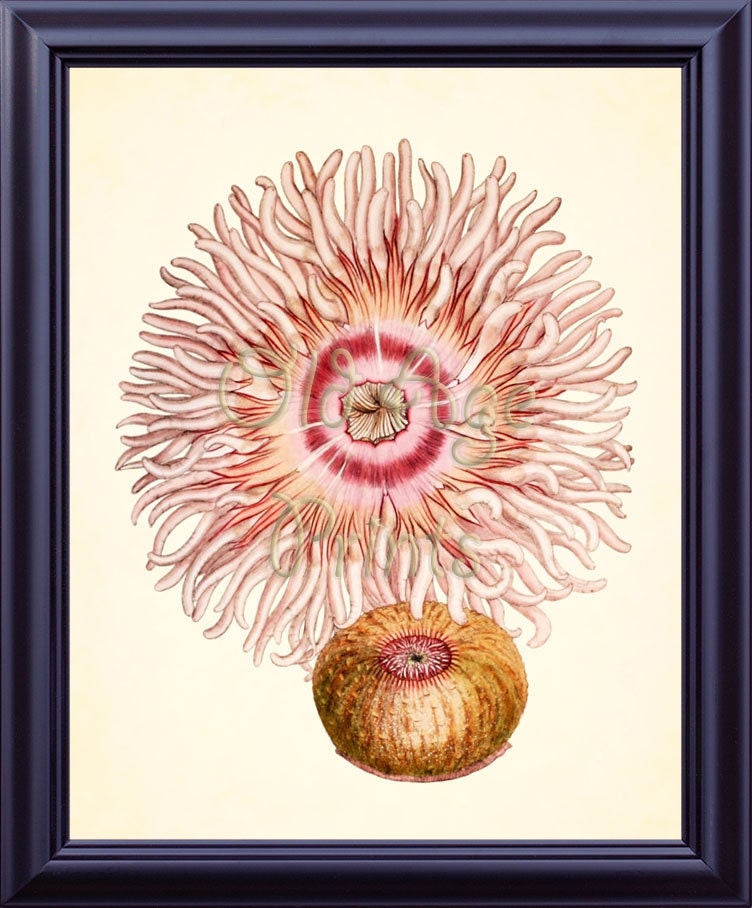 Antique Art Print Sea URCHIN Pink ACTINIA 8x10 Art Print Vintage Plate Nature Ocean Sea Life Marine Nautical Home Wall Decor to Frame OL0417