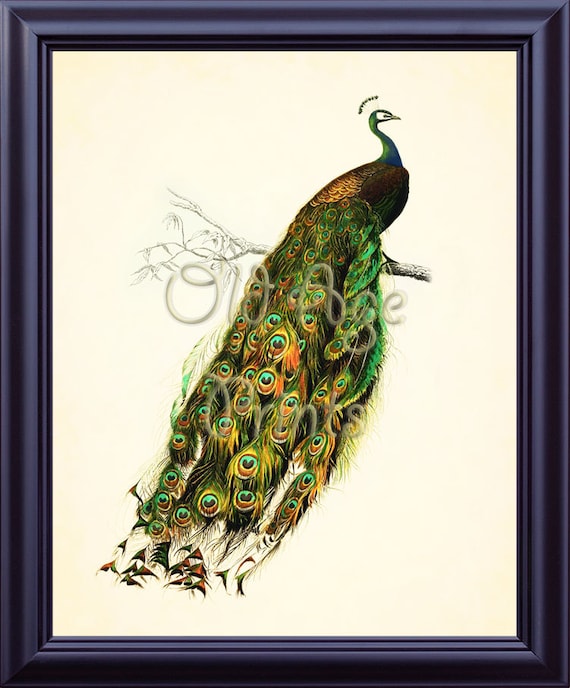 Antique French Illustration Peacock Bird Print 8x10 Art Print Etsy