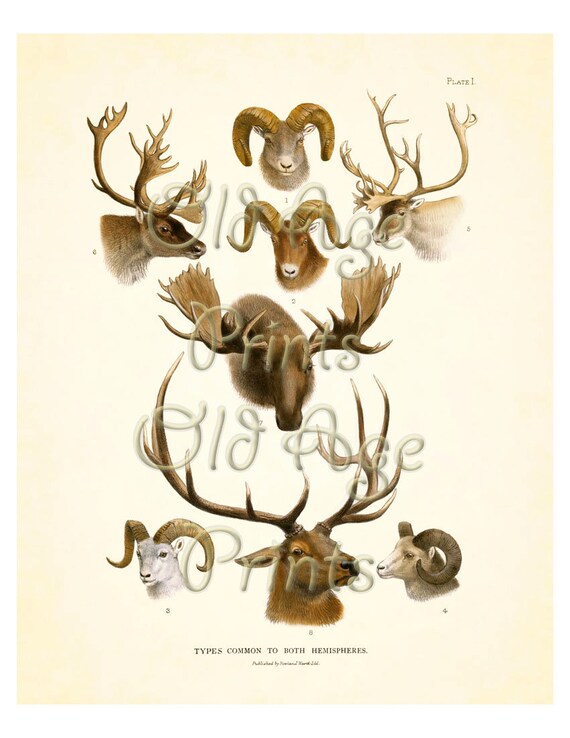 DEER Buck Hunting 8x10 Vintage Art Print Wild Game Animals - Etsy DEER Buck Hunting 8x10 Vintage Art Print Wild Game Animals - Etsy