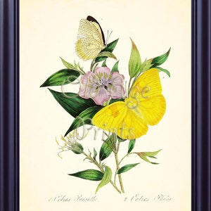 May include: A vintage botanical illustration featuring a yellow butterfly and a pink flower with green leaves. The text "1. Colcas  Purpurea. 2. Colcas  Violacea." is printed below the image.