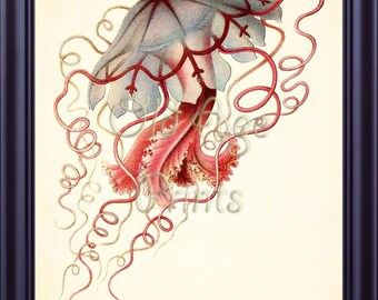 Antique ERNST HAECKEL Jelly Fish Plate 8.3 Vintage Desmonema Natural History 8x10 Art Print Beach Decor Nautical Sea Ocean Prints OL0303