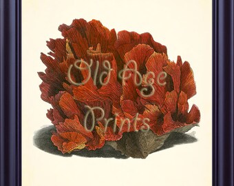 Antique RED CORAL Print Ellis Vintage 8x10 Art Print Plate 44 Nautical Marine Life Sea Creature Ocean Beach House Coastal Wall Decor OL0808