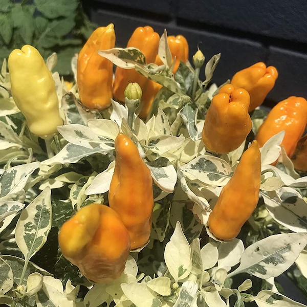 Orange Fish Pepperoncini Bonchi Bonsai Pepper Premium Seed Packet