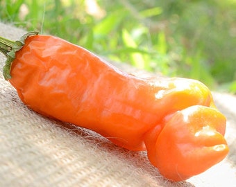 Orange Peter Chili Willy Heirloom Pepper Premium Seed Packet + More