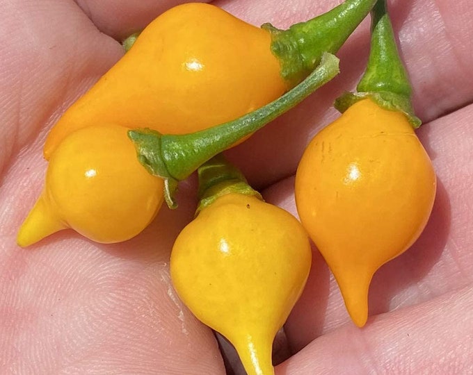 Jamaican Hot Chocolate Habanero Heirloom Pepper Premium Seed Etsy