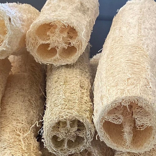 Luffa Acutangula Sponge Angled Chinese Okra Ridged Gourd - Etsy
