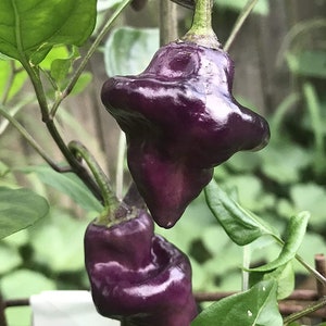 Purple UFO Pepper Premium Seed Packet