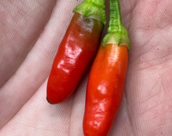 Diavolicchio Calabrische Little Devil Italiaanse Picante Calabrese Pittige Peper van Calabrië Premium Seed Packet
