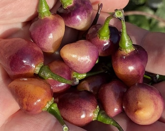 May include: A close-up of a handful of small, heart-shaped peppers. The peppers are a mix of purple and orange, with some having a green stem.