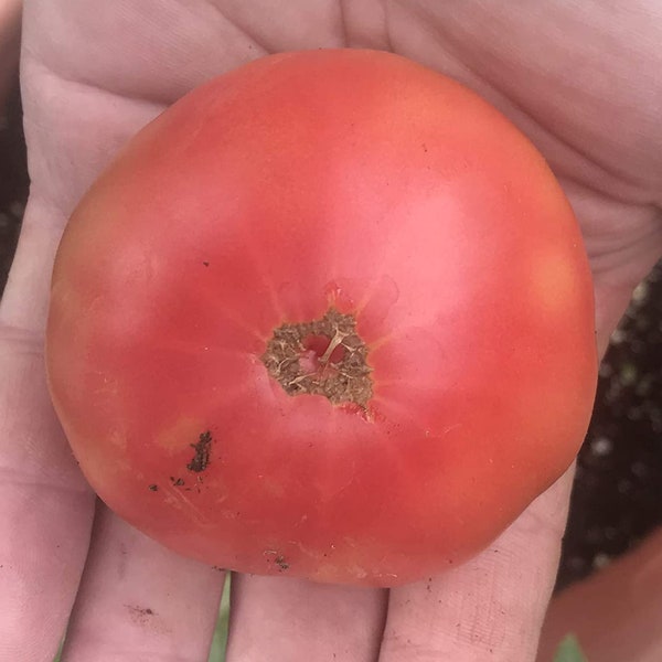 Artic Rose Heirloom Dwarf Tomato Premium Seed Packet