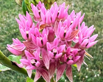 May include: A cluster of pink flowers with green buds. The flowers have a star-shaped appearance with five points.