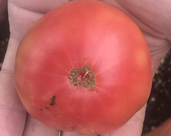Artic Rose Heirloom Dwarf Tomato Premium Seed Packet