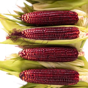以下が含まれることがあります： 白い背景に垂直に並んだ、皮つきの紫色のトウモロコシが5本。トウモロコシは新鮮で鮮やかで、濃い紫色をしています。