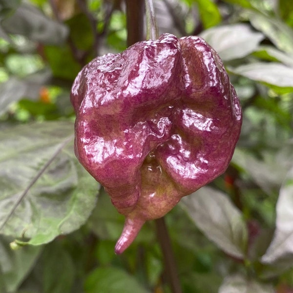 Blackjack Moruga Scorpion Trinidad Pepper Premium Seed Packet