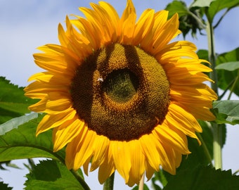 Giant Black Russian Sunflower Cut Flowers Premium Seed Packet