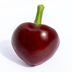 Chocolate Cherry Stuffer Heirloom Hot Pepper Premium Seed Packet